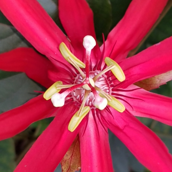 Meet your Posher, Beth - Picture 3 of 4